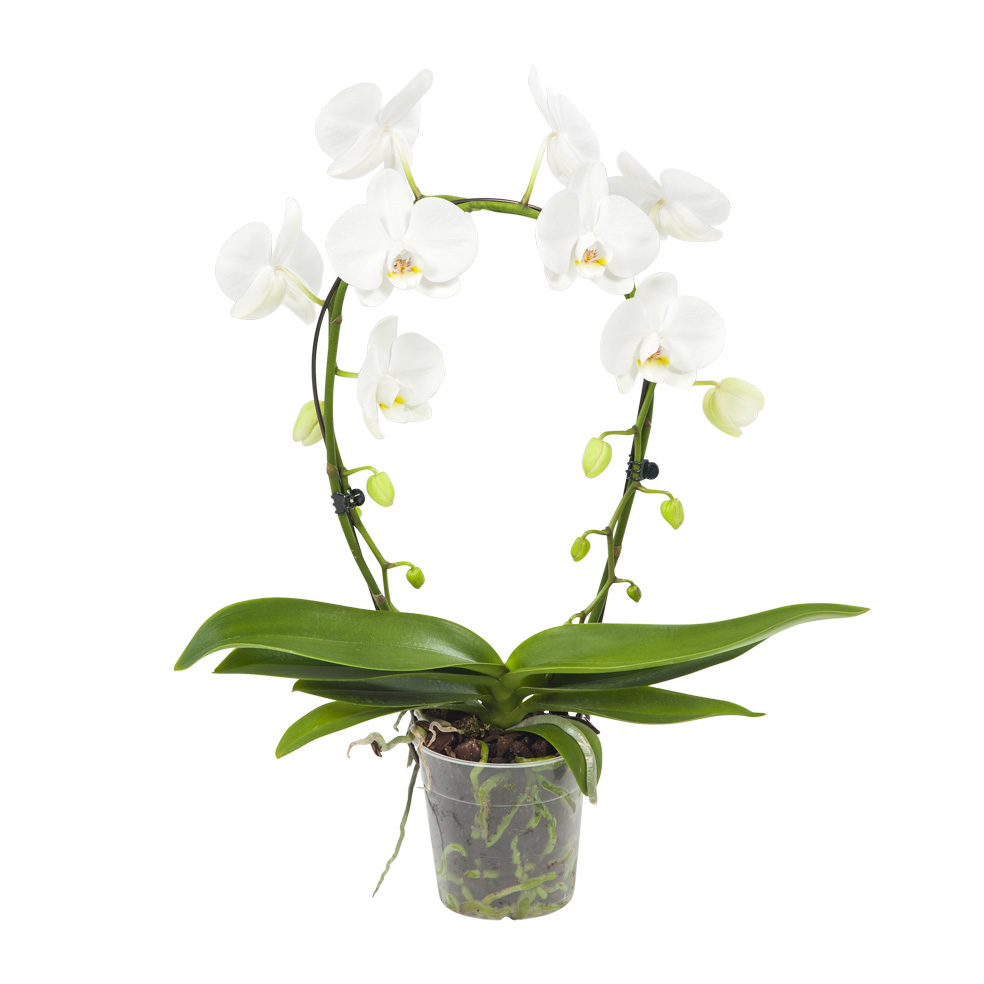 jena bloemen en planten bloemen en planten aan huis babygoodies jena bloemen en planten bloemen en planten aan huis babygoodies