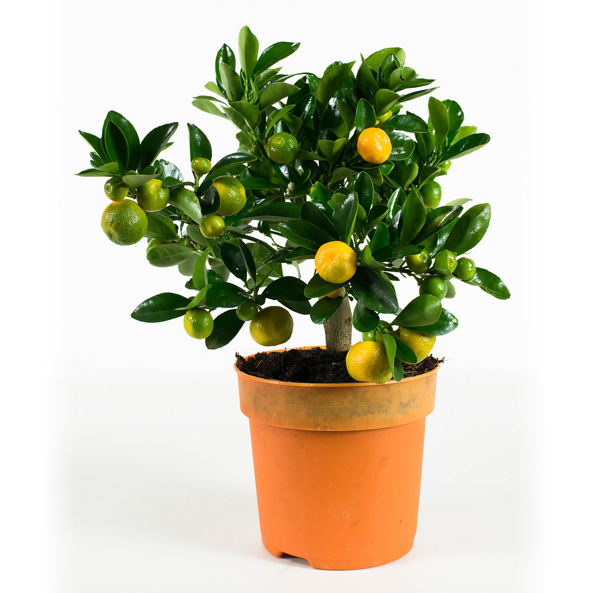 jena bloemen en planten bloemen en planten aan huis babygoodies jena bloemen en planten bloemen en planten aan huis babygoodies