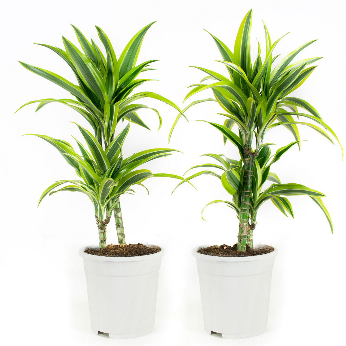 jena bloemen en planten bloemen en planten aan huis babygoodies jena bloemen en planten bloemen en planten aan huis babygoodies