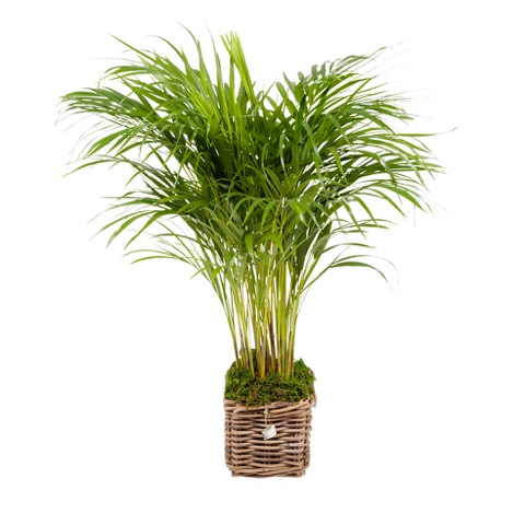 jena bloemen en planten bloemen en planten aan huis babygoodies jena bloemen en planten bloemen en planten aan huis babygoodies